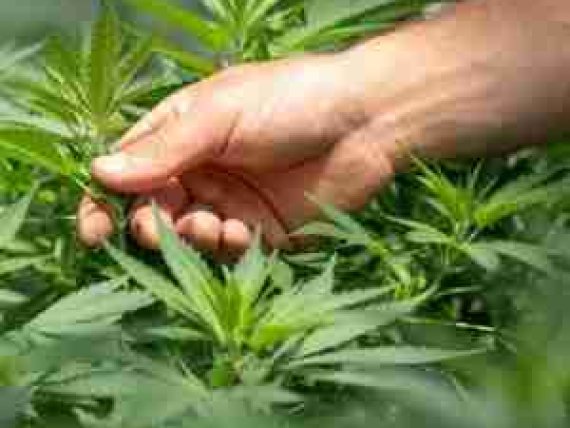 la cannabis nella storia