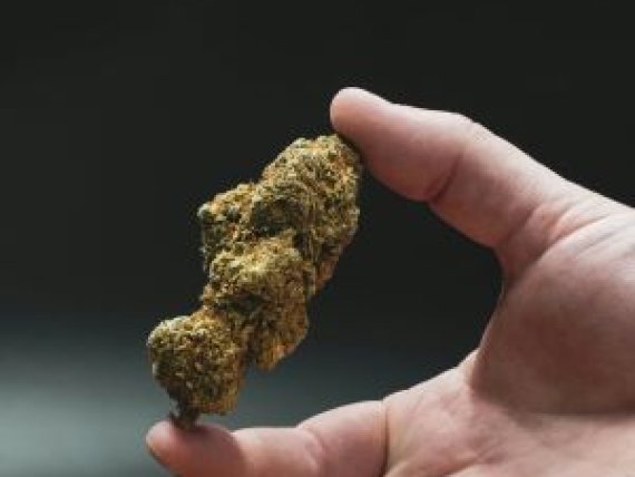 cannabis indica o sativa