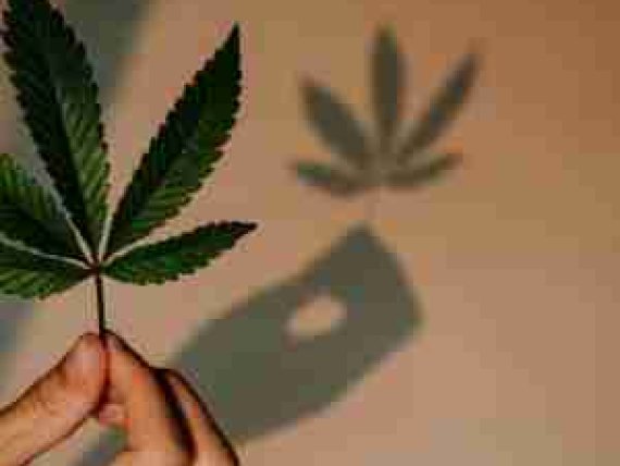 marijuana e l'affascinante origine del nome