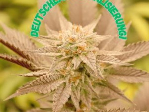 Legalizzazione Cannabis in Germania.