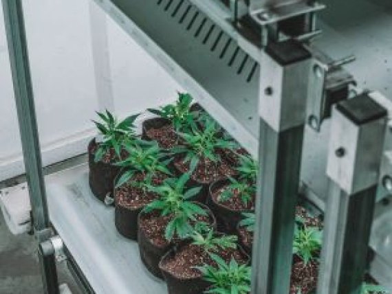 luci coltivazione indoor grow light
